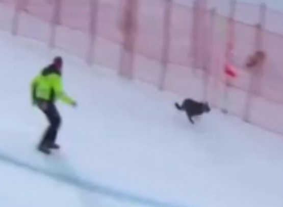 Olimpiya Oyunlarında sürpriz &ldquo;iştirakçı&rdquo; - it xizəksürmə yarışında